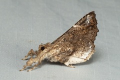 Masca abactalis