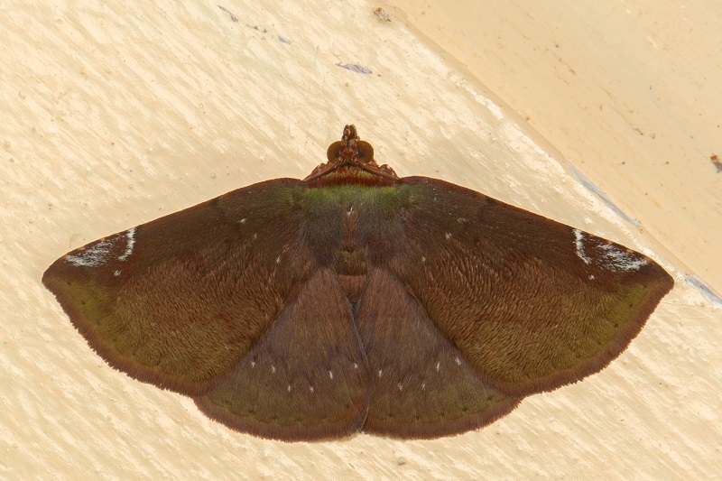 Saroba pilosa