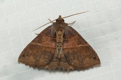 Sypnoides infernalis