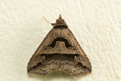 Tephriopis divulsa