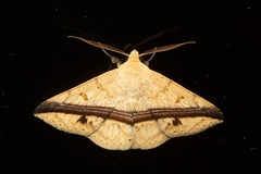 Ugia eugrapha