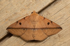 Ugia sundana