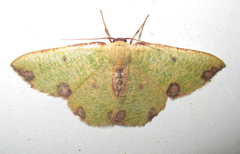 Celidomphax rubrimaculata