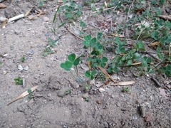 Trifolium subterraneum