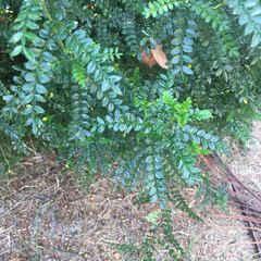 Zanthoxylum beecheyanum