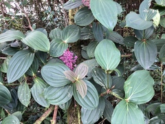 Medinilla cummingii