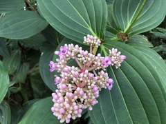 Medinilla cummingii