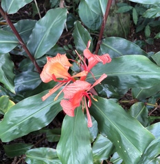 Hedychium greenii