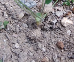 Trifolium subterraneum