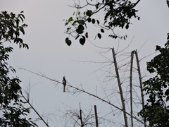 Anthracoceros coronatus