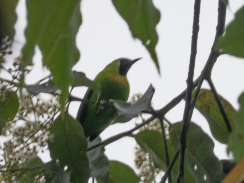 Javan Leafbird (Chloropsis cochinchinensis), photo 2