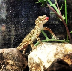 Tenuidactylus caspius