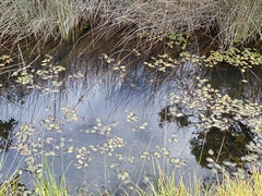 Potamogeton drummondii