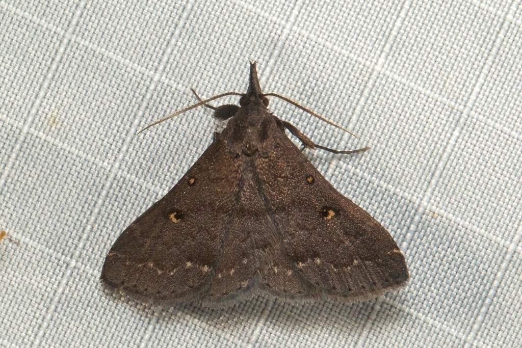 Naarda kinabaluensis