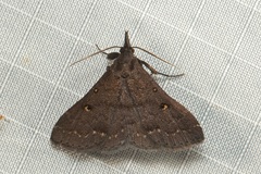 Naarda kinabaluensis