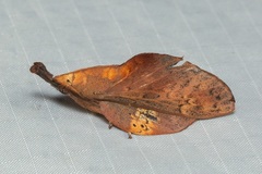 Gastropacha leopoldi