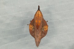 Gastropacha leopoldi