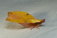 Radhica elisabethae