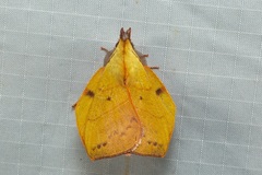 Radhica elisabethae