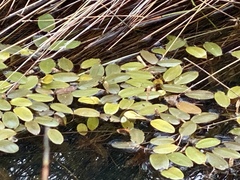 Potamogeton drummondii
