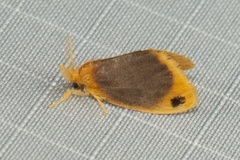 Artaxa nubilosa
