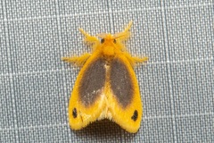 Artaxa nubilosa