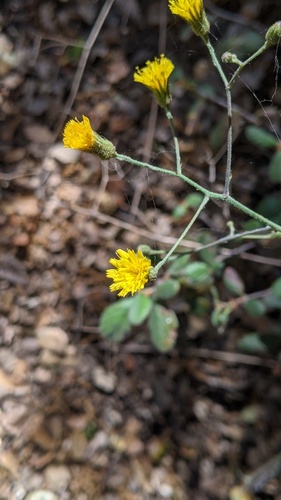 southern hawkweed (Hieracium argutum)