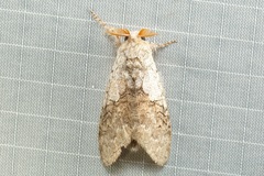 Calliteara horsfieldii