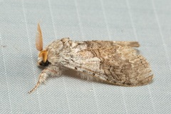 Calliteara horsfieldii