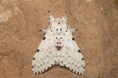 Lymantria brunneiplaga