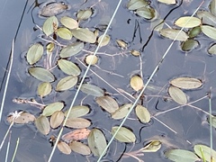 Potamogeton drummondii