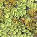 Giant Salvinia - Photo (c) Hong, some rights reserved (CC BY-NC)