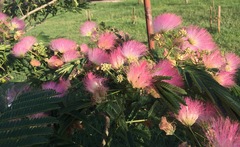 Albizia julibrissin