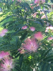 Albizia julibrissin
