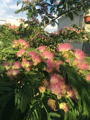 Albizia julibrissin
