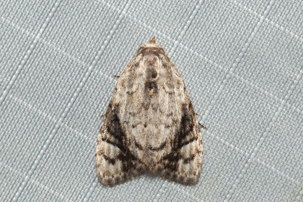 Meganola calligrapha