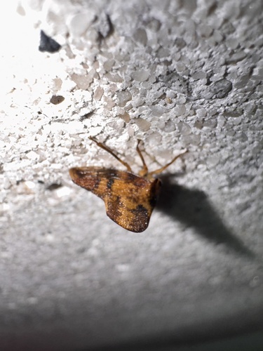 Telamona maculata photo 5