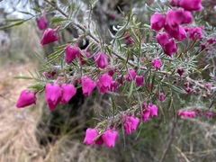 Boronia molloyae