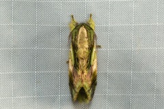 Pseudohoplitis vernalis