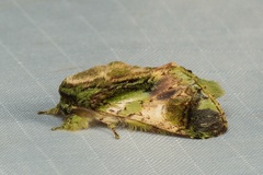 Pseudohoplitis vernalis