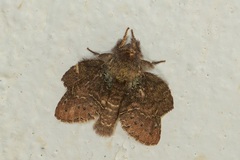 Stauropus major
