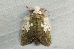 Syntypistis viridimaculata