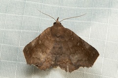 Thyrostipa sphaeriphora