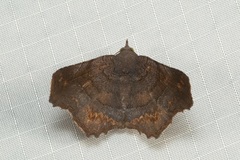 Thyrostipa sphaeriphora