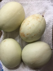 Cucumis melo inodorus