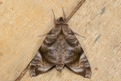 Acosmeryx pseudonaga