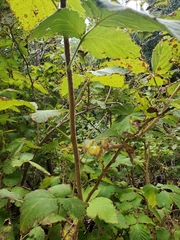 Rubus hawaiensis