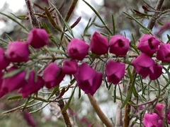 Boronia molloyae