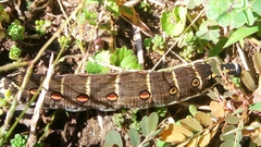 Theretra oldenlandiae oldenlandiae