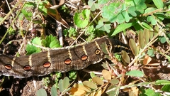 Theretra oldenlandiae oldenlandiae